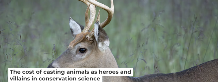 When species are described as ‘destructive’ or ‘harmful’ without sufficient context, it can shape how people perceive and treat them. Beata Whitehead/Moment via Getty Images